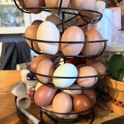 Fertilized Chicken Eggs