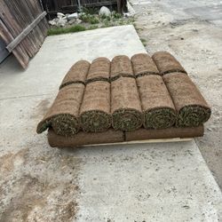 Sod Fescue 