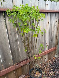 5 ft tall Mexican Spinach tree
