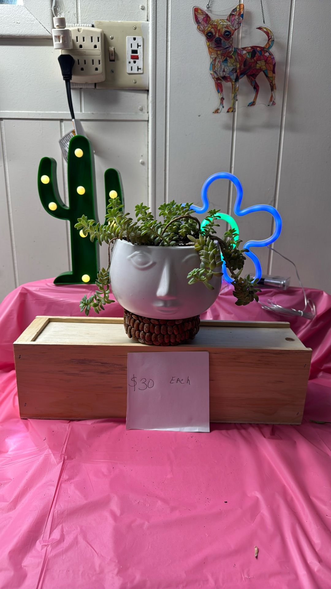 Large face succulent