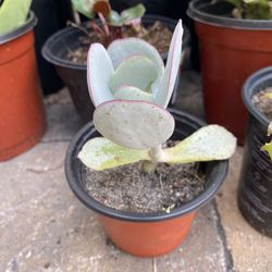 5 inch Pot Succulent Plant - Pig’s Ear Cotyledon Orbiculata - rooted and ready to plant 
