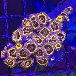 Fake Zoa (Zoanthid), Paly (Palythoa), Mushroom And Leather Coral Decorations