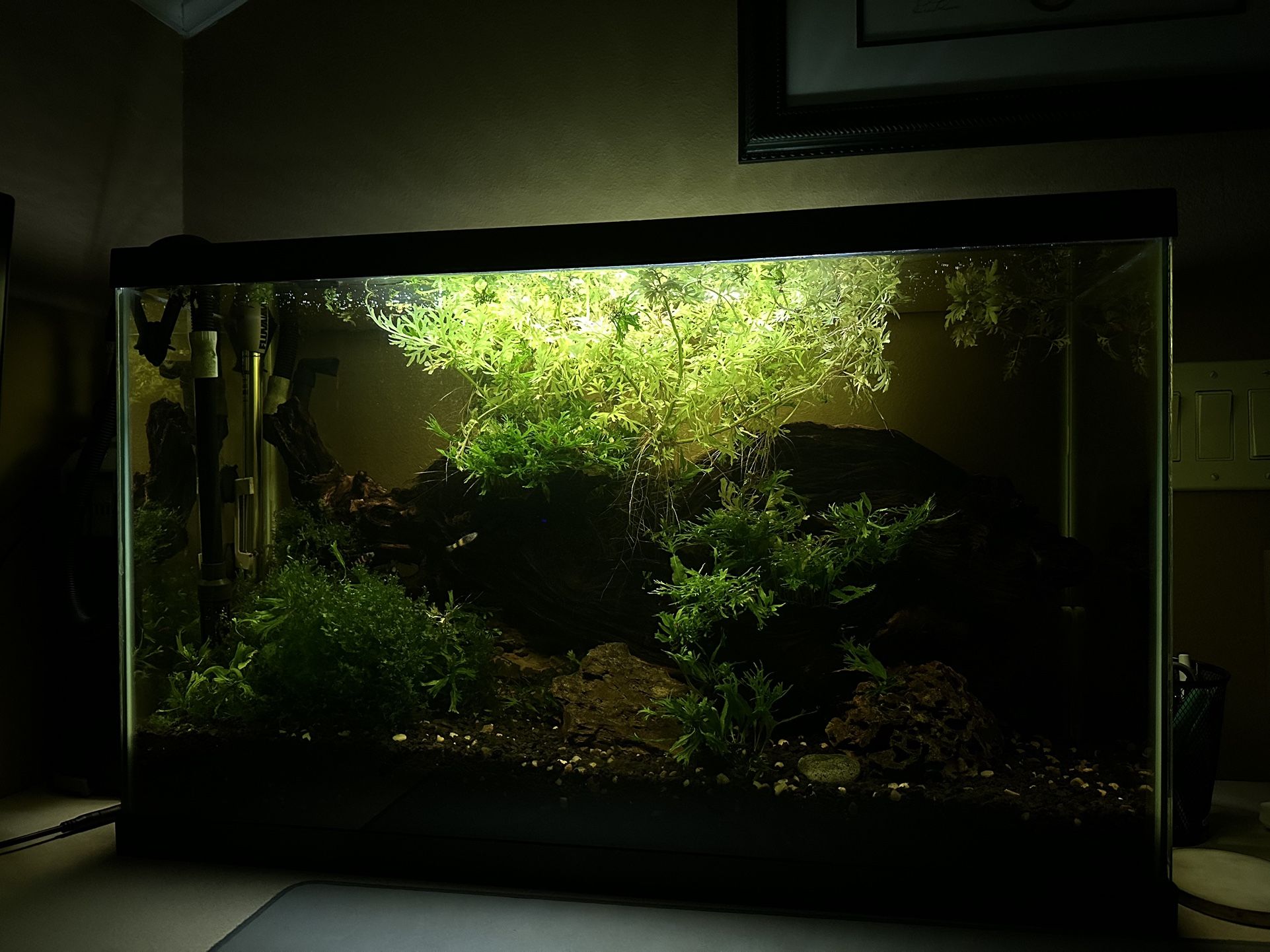 29 Gallon Fresh Water Fish Tank