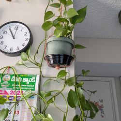 Pothos / Money plant