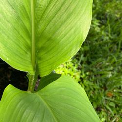 Organic Turmeric Plant
