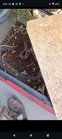 Snake tank