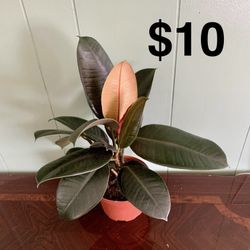 Rubber Tree