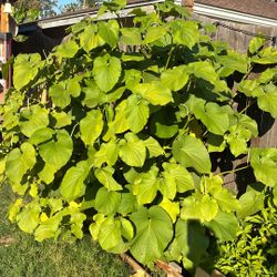 Se Regala Hoja Santa O Acuyo