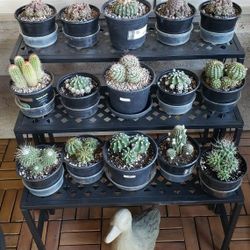 Totam Poles, Night Blooming Cactus And More