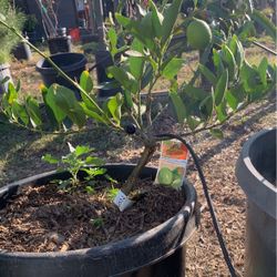 Fruiting Semi Dwarf Bearrs Seedless Lime