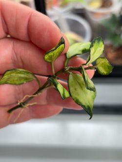 Hoya Lacunosa Tricolor Bruno Rooted Cutting