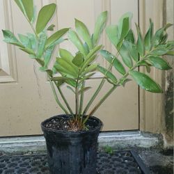 Cardboard Palm Large Landscape Plant Potted Plant