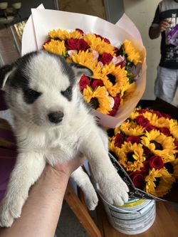 Flowers (Mothers Day Gift )