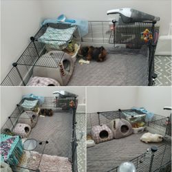 Guinea Pig Cage and Accessories 