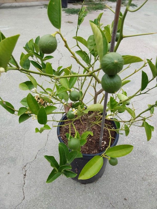 arbolito de Lima dulce mexicana