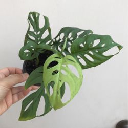 Beautiful Monstera Adonsonii Plant 
