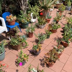 Mothers Day Special Succuelnts Plants Flowers Bonsai Cactus Rosettes In Pot Garden Yard Home Patio Design