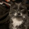 Tom 