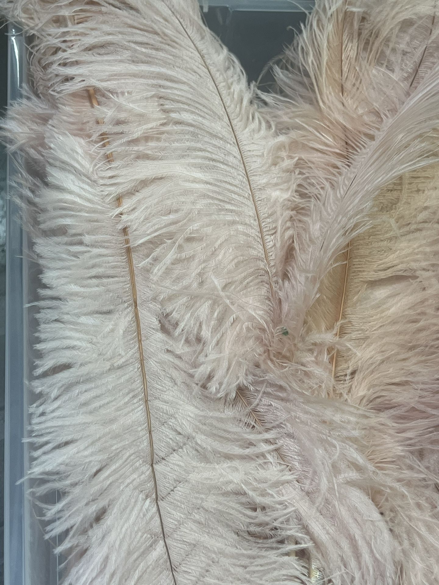 Ostrich Prime Femina Feathers
