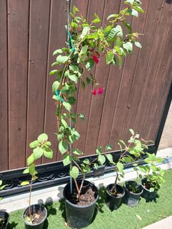 Camaron plants pink wlth purple