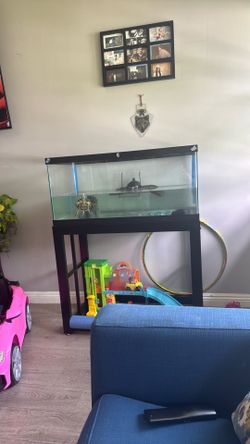 Turtles