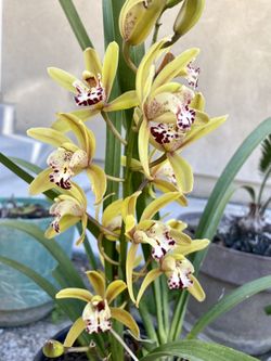 Beautiful Orchids