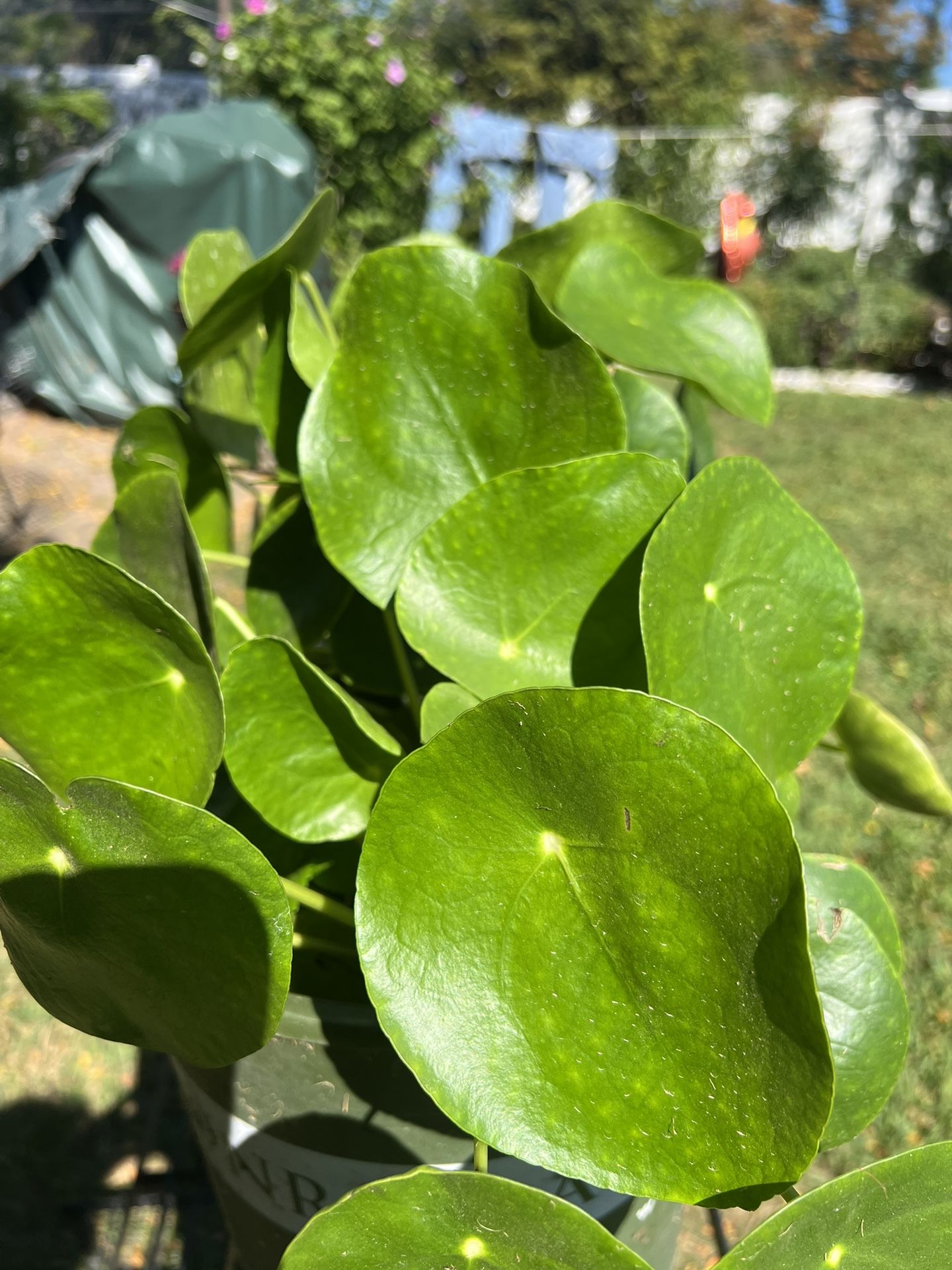 Beautiful Money Plant 