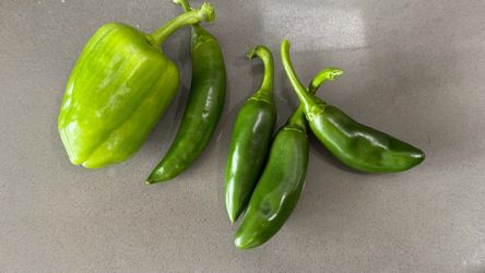 1-Gallon Pepper Seedling Pots
