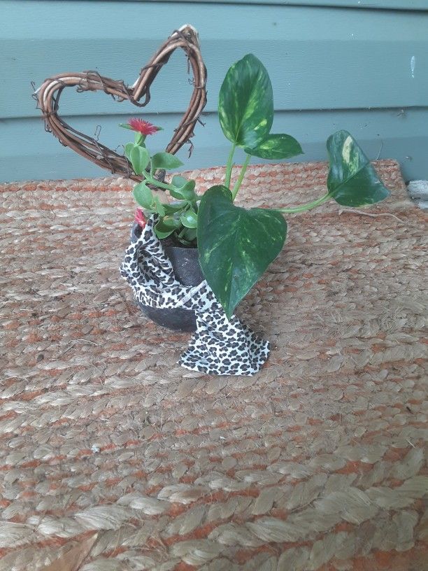 Golden Pothos & Succulent