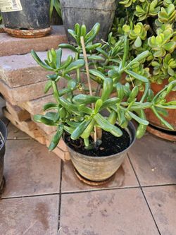 Succulant plant in a ceramic pot