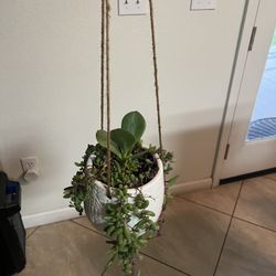 Beautiful Ceramic Hanging Succulent 