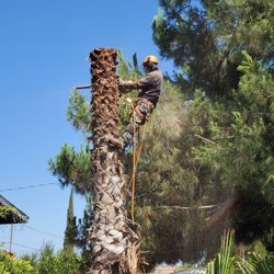 Palms/trees/stump Servic3.