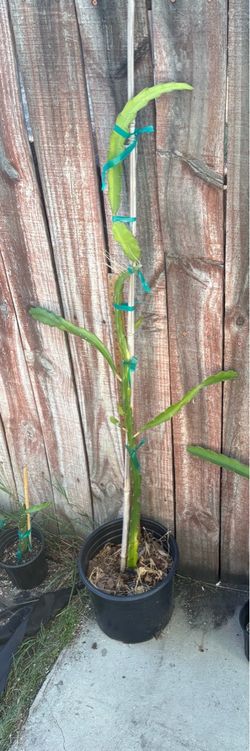 Physical Graffiti-dragonfruit plant over 4ft