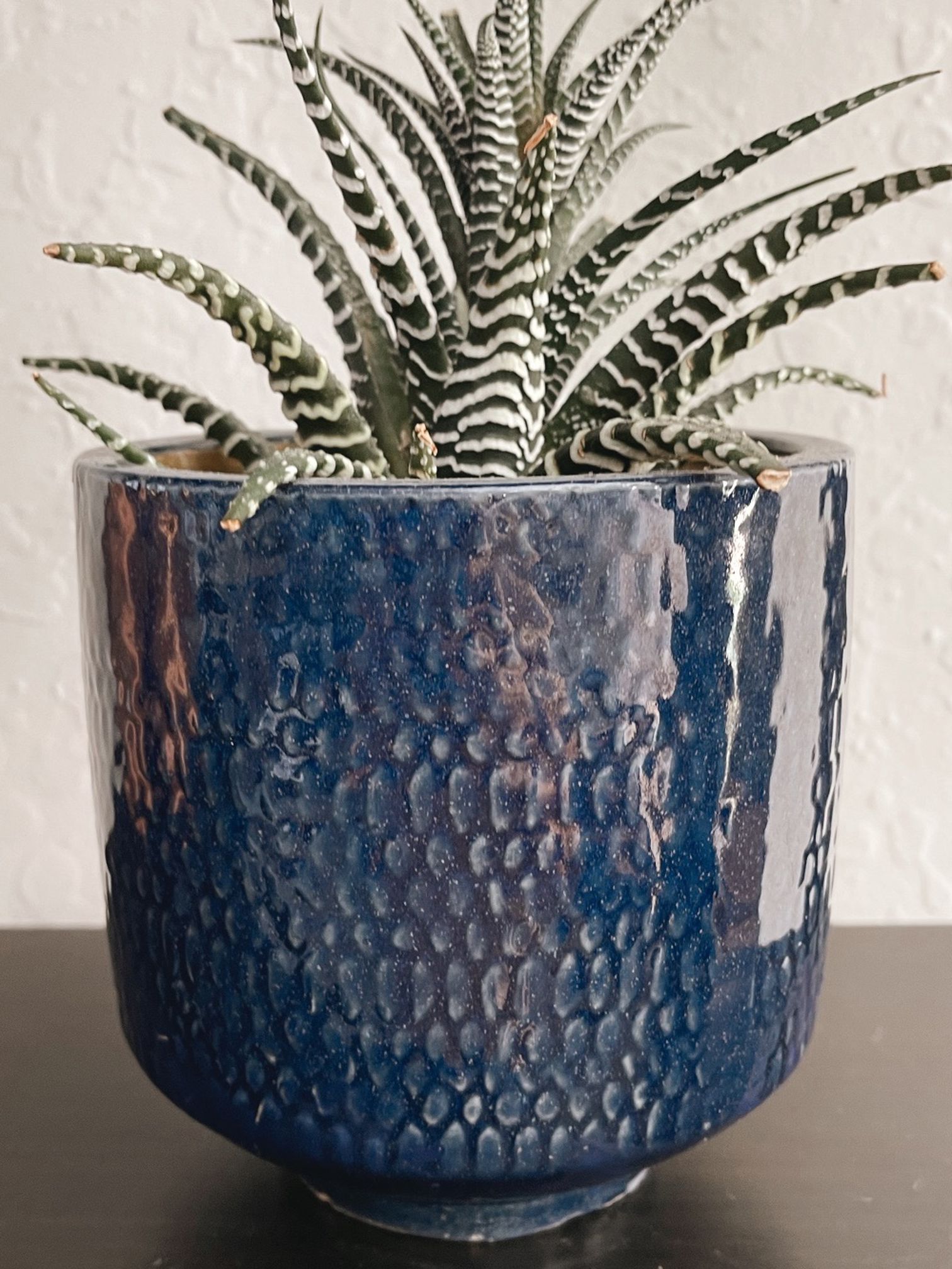 Small Potted Plant with Blue Pot