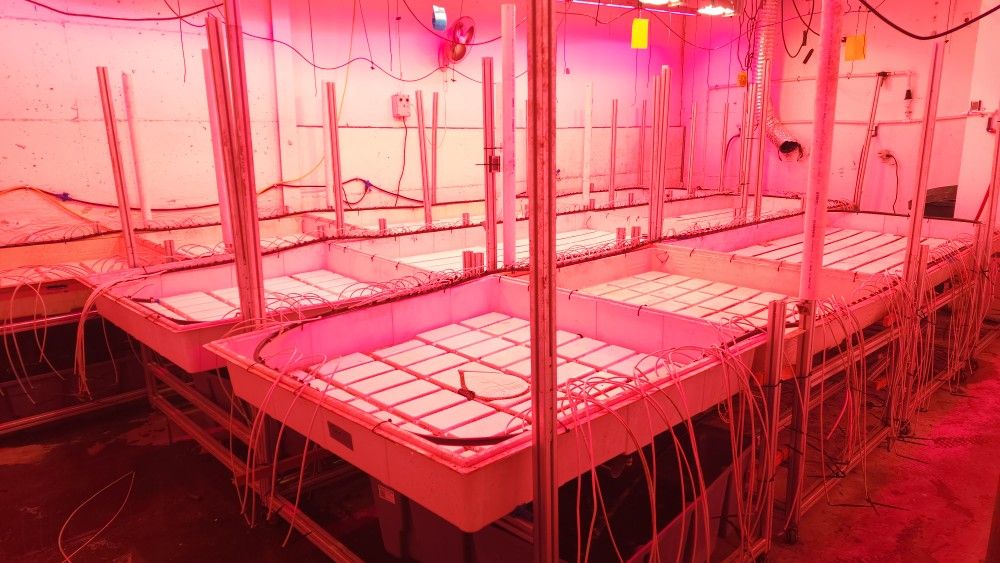 LED Grow Lights From A Tier 2