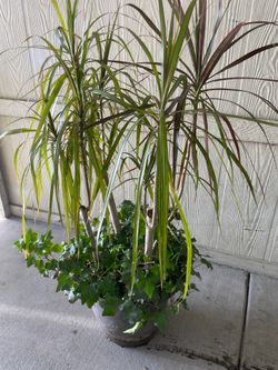 Plants grande de venta $35