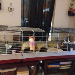 Cage For Guinea Pigs