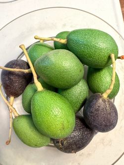 ORGANIC HOMEGROWN 🥑 AVOCADOS 🥑 $1 each Pesticide-free