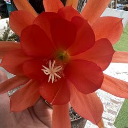 Orange #1 Orchid Cactus