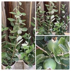 $25 Each Feijoa Sellowiana Pineapple Guava Live Fruit Tree Plant Bush Shrub in 1 gallon pot  Cash only  PICK UP AVAILABLE IN FREMONT ON THURSDAY AFTER