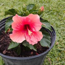 Hibiscus 🌺 Plant 