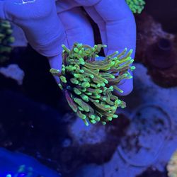 Gold Torch Coral 