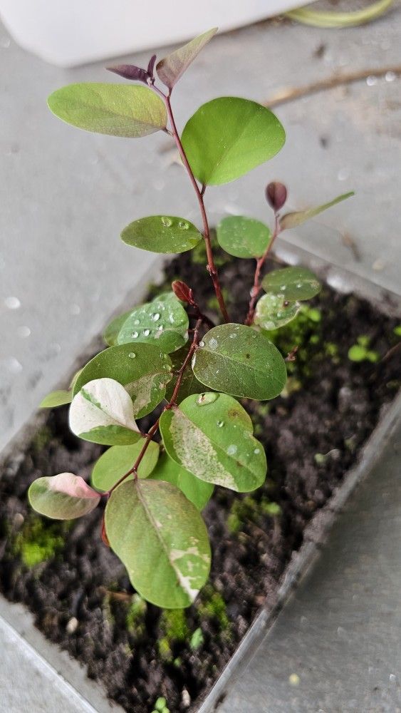 Rare Red-Leaved Snow Bush Plant