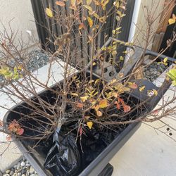 Crepe Murtel Plants 2