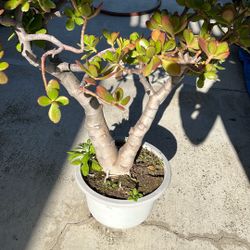 Succulents Tree 