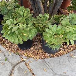 Mountain Flowers, Jade Plants Large Pots , $10 Each  Or Take 3 Or More Pots $8 Each 