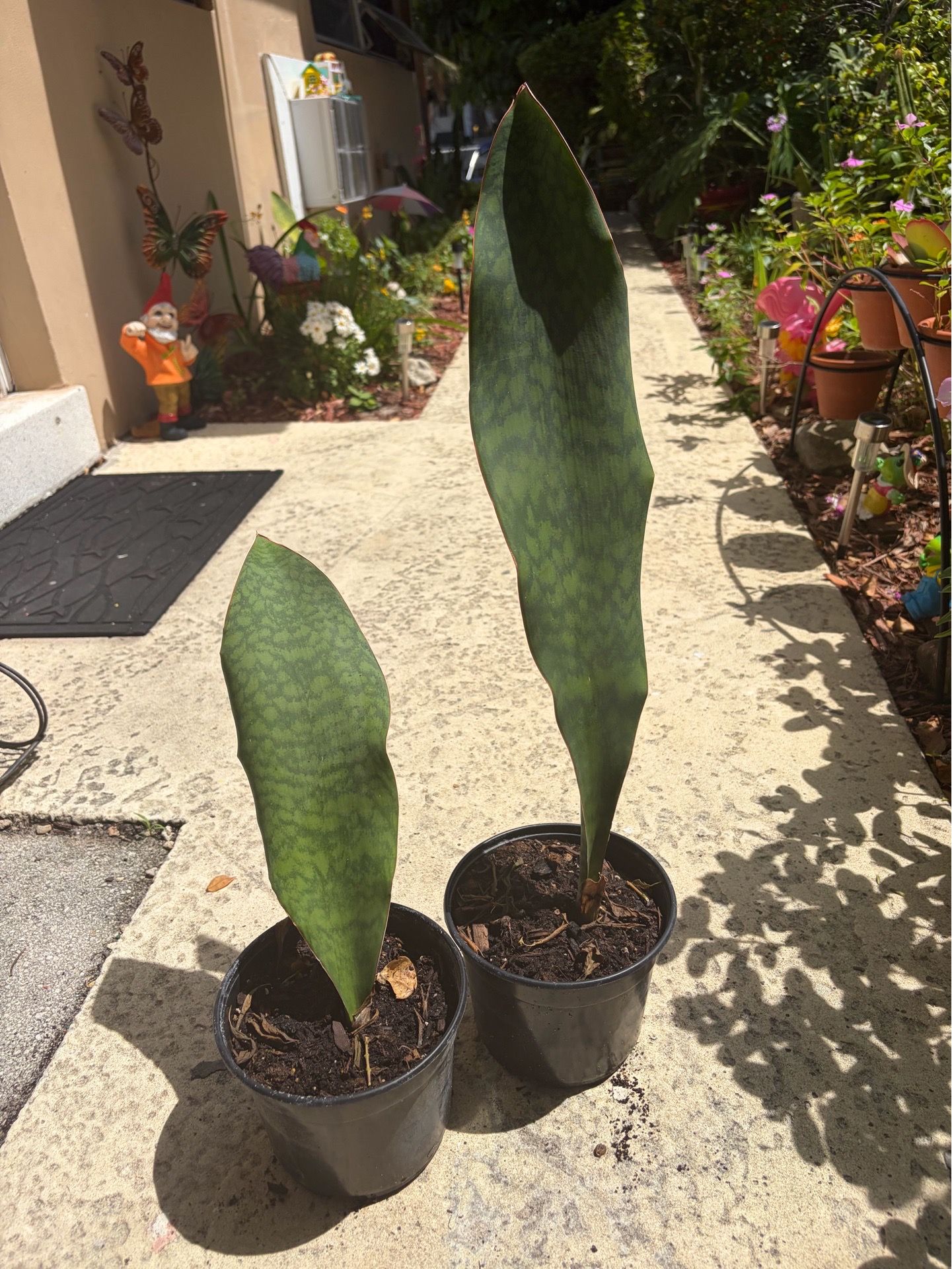 Whale Fin Plants