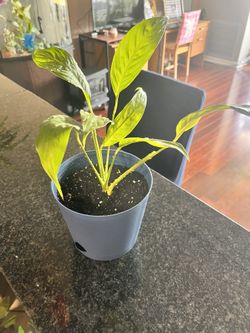 Peace Lily