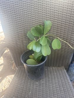Hoya Kerri 