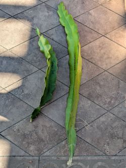 Rare Grape Pop  dragon fruit cutting